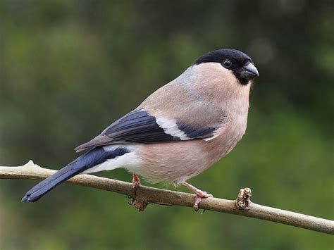 Finch.