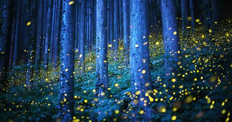 Fireflies.