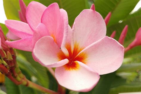 Petal.