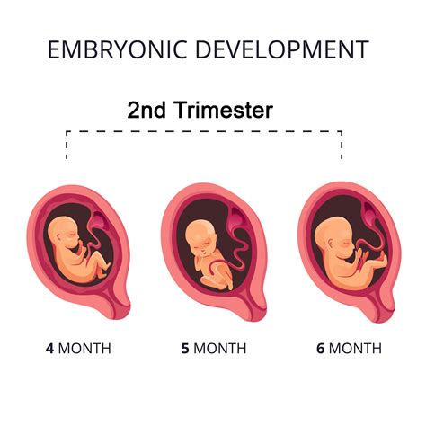 Pregnancy.