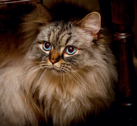 Ragamuffin.