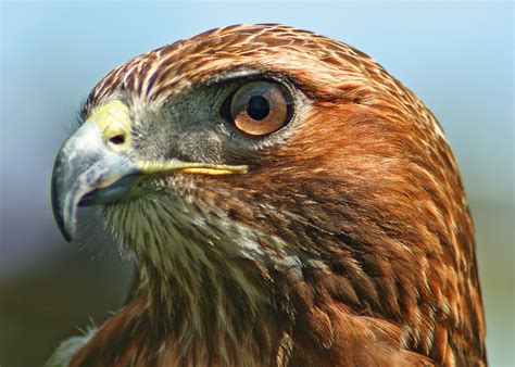 hawk.