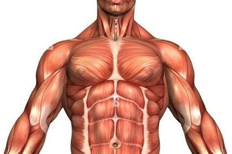 muscle.