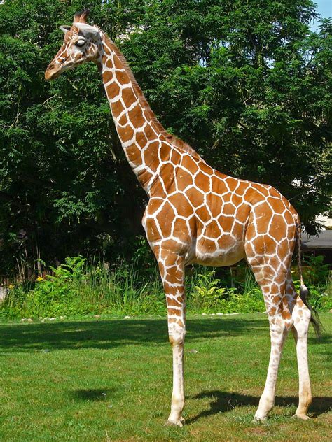 reticulated.