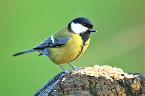 tit.